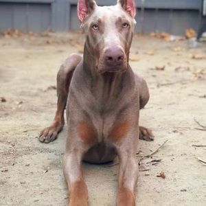 Meet your Posher, Robert